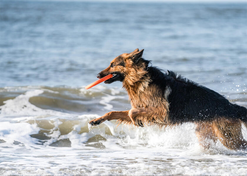 Купить SPRENGER Игрушка для собак Фрисби 7ft.ru в интернет магазине Семь Футов