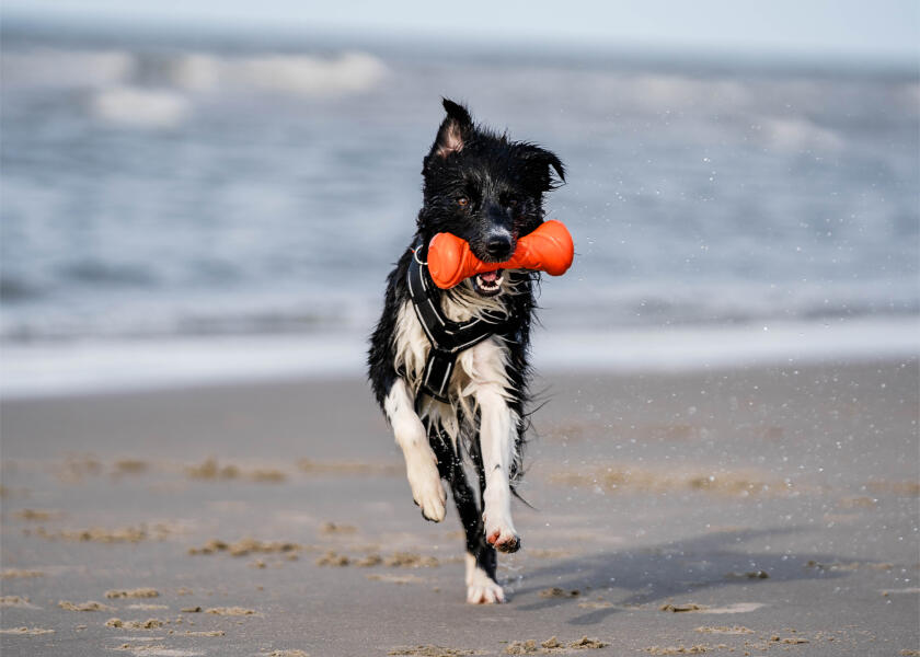 Купить SPRENGER Игрушка для собаки, достающая гантель 7ft.ru в интернет магазине Семь Футов