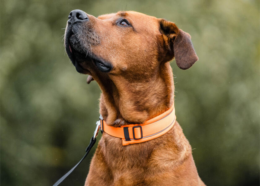 Купить SPRENGER Мягкий ошейник для собак / оранжевый / Ширина: 35 мм 7ft.ru в интернет магазине Семь Футов