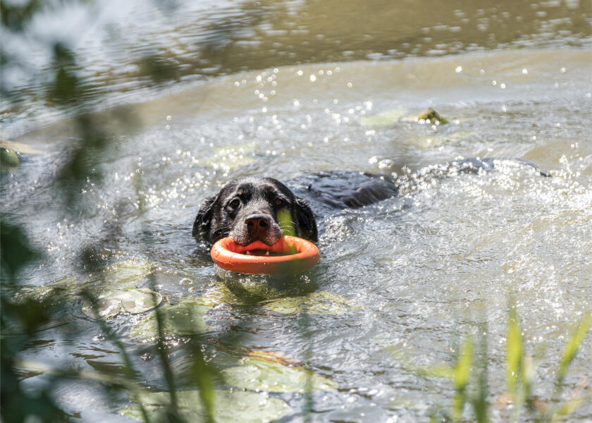 Купить SPRENGER Кольцо для метания игрушек для собак / Ø: 170 мм 7ft.ru в интернет магазине Семь Футов