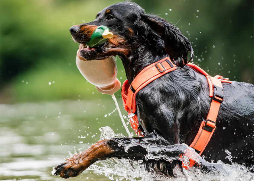 Купить SPRENGER Шлейка для собак Y-Harness 2.0 / неоновый оранжевый / Окружность груди: 36 - 42 см. 7ft.ru в интернет магазине Семь Футов