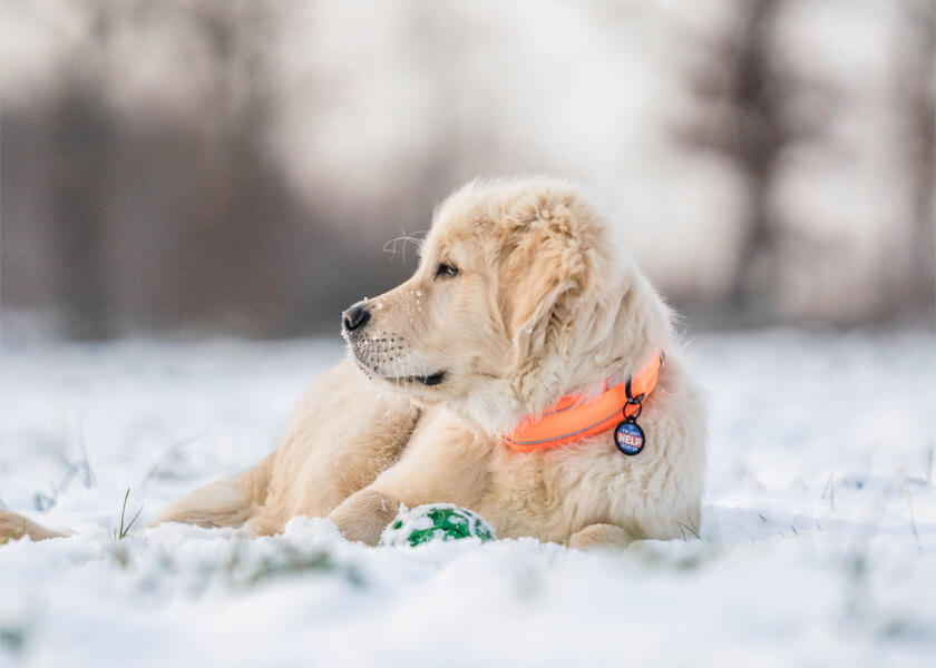 Купить SPRENGER Мягкий ошейник для собак / оранжевый / Ширина: 35 мм 7ft.ru в интернет магазине Семь Футов