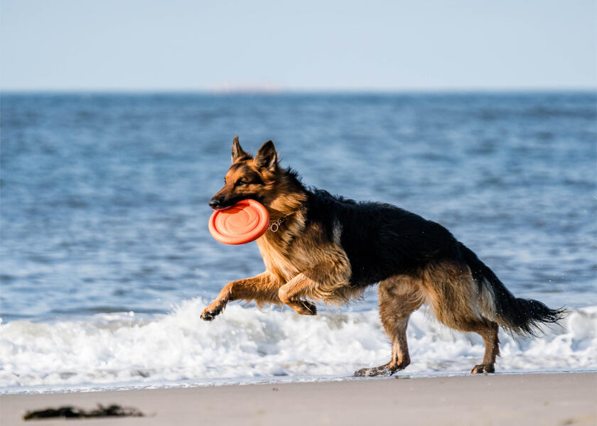 Купить SPRENGER Игрушка для собак Фрисби 7ft.ru в интернет магазине Семь Футов