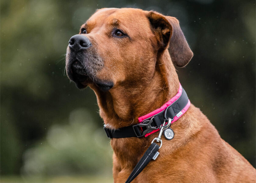 Купить SPRENGER Мягкий ошейник для собак / розовый / Ширина: 35 мм 7ft.ru в интернет магазине Семь Футов