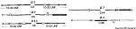 Engine control cable C5 32'. 45.005.32