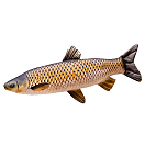 Купить Gaby GP-175358 The Grass Carp Giant Желтый  Black / Gold / White 7ft.ru в интернет магазине Семь Футов