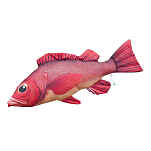 Gaby GP-780286 The Atlantic Redfish Medium Оранжевый  Red / White