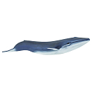 Купить Safari ltd S223229 Blue Whale Фигура Голубой  Blue From 3 Years  7ft.ru в интернет магазине Семь Футов