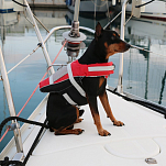 Спасательный жилет для собак Lalizas Comfy Pet 73577 размер XL 40-80кг горловина 57-76см обхват груди 91-113см