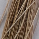 Купить Flybox SPQ-198-UNIT Перо Stripped Peacock Quills  Bleached 7ft.ru в интернет магазине Семь Футов