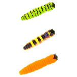 Molix CW1.5-T150 Caimano Worm 1.5 12.5 Mm Многоцветный  Glowing Lemon