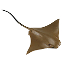 Купить Safari ltd S161305 Cownose Ray Фигура Коричневый Beige From 3 Years  7ft.ru в интернет магазине Семь Футов