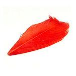 Baetis SC056/VE Condor Заменять Красный  Red