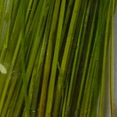Купить Flybox SPQ-120-UNIT Перо Stripped Peacock Quills  Fluo Chartreuse 7ft.ru в интернет магазине Семь Футов