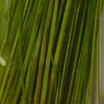 Flybox SPQ-120-UNIT Перо Stripped Peacock Quills  Fluo Chartreuse