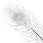 Baetis BAQPRTW Окрашенное павлинье перо Белая White