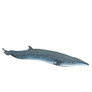 Купить Safari ltd S100098 Sei Whale Фигура Голубой  Grey From 3 Years  7ft.ru в интернет магазине Семь Футов