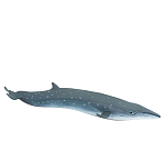 Safari ltd S100098 Sei Whale Фигура Голубой  Grey From 3 Years 