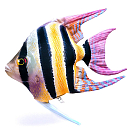 Купить Gaby GP-175976 The Freshwater Angelfish Многоцветный  Multicolor 7ft.ru в интернет магазине Семь Футов