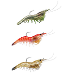 Live target SSF100SK911-UNIT Shrimp Мягкая приманка 100 mm 14g Glass Shrimp