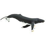 Safari ltd S210002 Humpback Whale Фигура Черный  Black From 3 Years 