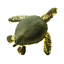 Купить Safari ltd S345322 Sea Turtles Good Luck Minis Фигура Зеленый Olive Green / Yellow From 3 Years  7ft.ru в интернет магазине Семь Футов