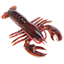 Купить Safari ltd S281629 Maine Lobster Фигура Красный  Red From 3 Years  7ft.ru в интернет магазине Семь Футов