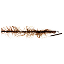 Купить Prowess 86PEMO011 Lead Clip Safety Weedlook Assembly линия Золотистый Kaki 80 cm  7ft.ru в интернет магазине Семь Футов