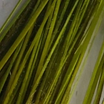 Flybox SPQ-130-UNIT Перо Stripped Peacock Quills  Fluo Lime