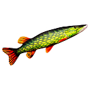 Купить Gaby GP-175037 The Pike Medium Зеленый  Green / Black / Red 7ft.ru в интернет магазине Семь Футов