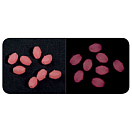 Купить Vercelli BVPS1LP жемчуг Soft Oval 16 Единицы  P L 7ft.ru в интернет магазине Семь Футов
