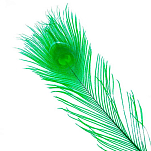 Baetis BAQPRTG Окрашенное павлинье перо Зеленый Green