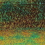 Baetis 63141 Pearl Film Embossed Перо Многоцветный Multicolor