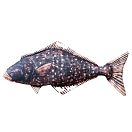 Купить Gaby GP-780217 The Halibut Medium Черный  Black / Bone 7ft.ru в интернет магазине Семь Футов
