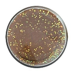 Berkley 1633607 Вставить PowerBait® EU NTGL TRTBT Золотистый Fish Pellet Glitter