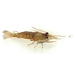 Evia I17164 Medium Shrimp Оранжевый  Orange