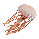 Купить Safari ltd S265529 Jellyfish Sea Life Фигура Оранжевый Pink From 3 Years  7ft.ru в интернет магазине Семь Футов