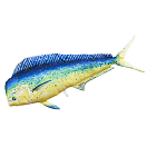 Купить Gaby GP-780248 The Mahi Mahi Giant Золотистый  Yellow / Green / Blue 7ft.ru в интернет магазине Семь Футов