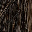 Купить Flybox SPQ-08-UNIT Перо Stripped Peacock Quills  Natural 7ft.ru в интернет магазине Семь Футов