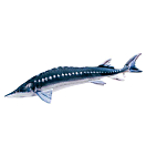 Купить Gaby GP-175389 The Monster European Sturgeon Многоцветный Blue / White / Black 7ft.ru в интернет магазине Семь Футов