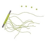 Sele 493510 Стопперы для рыбалки Tube  Green S