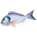 Купить Gaby GP-175600 The Gilthead Sea Bream Medium Белая  Grey / White 7ft.ru в интернет магазине Семь Футов