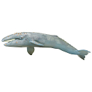 Купить Safari ltd S210402 Gray Whale Фигура Серый  Grey From 3 Years  7ft.ru в интернет магазине Семь Футов