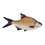 Energoteam 74016472 Bream Подушка  Multicolour