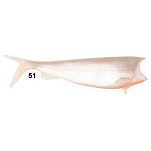 Hart IHVAS15051 Absolut Shad Мягкая приманка 150 mm  51