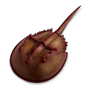 Купить Safari ltd S261429 Horseshoe Crab Фигура Коричневый Brown / Red From 3 Years  7ft.ru в интернет магазине Семь Футов