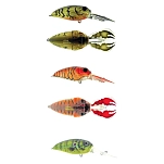 Molix scdrr-05-unit Crankbait Sculpo DR Rattlin USA Floating 14g 55 mm 10x5x3