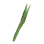 Baetis RPCT66 Перо фазана самца Зеленый  Green