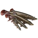 Купить Fox rage NRE507-UNIT Мягкий приманка Ultra-Realistic Pike Replicant 12g 100 mm 7ft.ru в интернет магазине Семь Футов