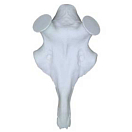 Купить Eurohunt 560773 Artificial Череп оленьих рогов Белая White 50 mm  7ft.ru в интернет магазине Семь Футов